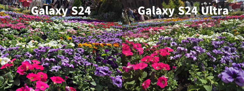 赤レンガ倉庫で開催中の「FLOWER GARDEN 2024」で花の写真